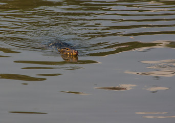 Monitor lizard - Lumpini park - Bangkok
