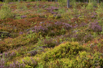 Heidelandschaft in Schweden