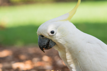 Cockatoo bird