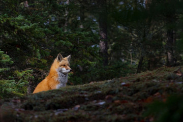 Naklejka na ściany i meble A Red fox (Vulpes vulpes) standing up on a hill in autumn in Algonquin Park, Canada