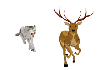 Wolf hunting for deer ,isolated on white vector illustration