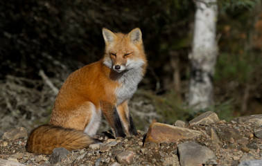 A Red fox (Vulpes vulpes) with a bushy tail in autumn in Algonquin Park, Canada