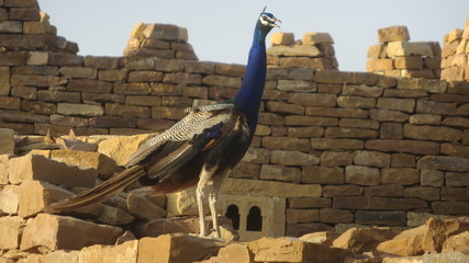 peacock 