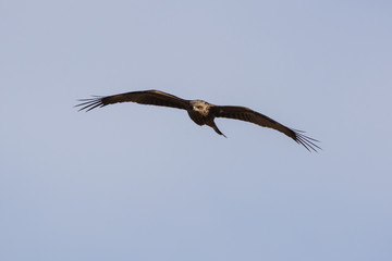 A Black Kite (Milvus migrans) gliding towards the camera