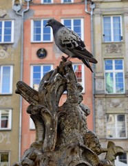 Gdańsk i gołębie