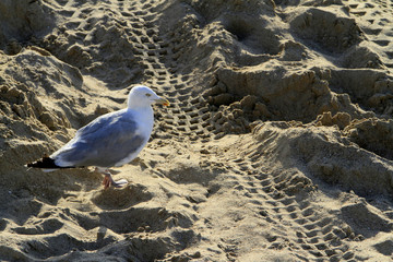 Mouette sur le sable.