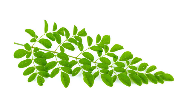 Fototapeta Moringa leaves on white background