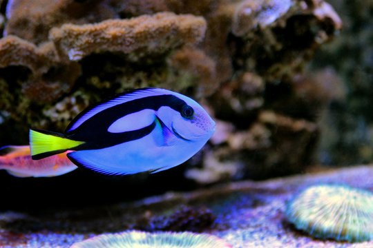 Blue Hypo Tang (Finding Dory)
