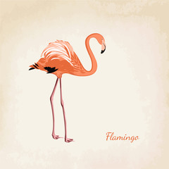 Beautiful pink flamingo bird isolated on vintage background. Fully editable vector design element.