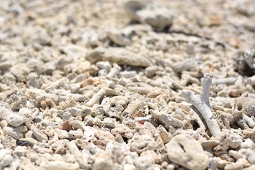 dead coral on the beach