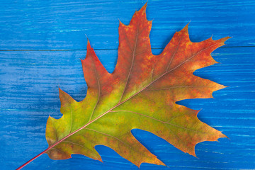 Colorful maple leaves on a blue wooden background