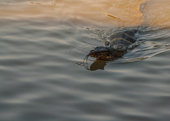 Monitor lizard - Lumpini park - Bangkok