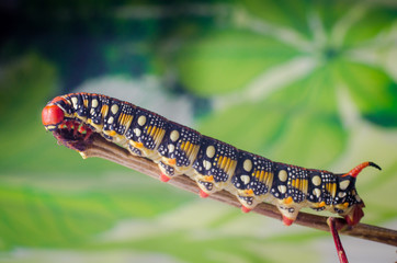 Hyles euphorbiae, caterpillar