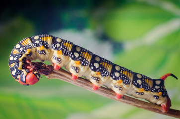 Fototapeta na wymiar Hyles euphorbiae, caterpillar