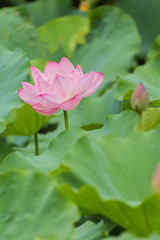 The Lotus Flower.Background is the lotus leaf and lotus bud. 