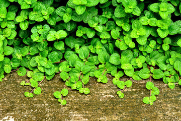 green leaf concrete floor texture background