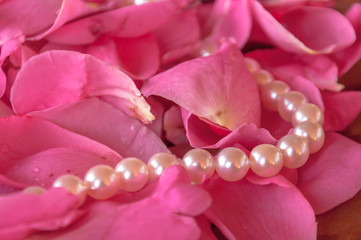 Japanese Akoya pearl necklace on rose petals