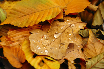 Fallen autumn leaves on the ground. Yellow dry oak leaf on the center with large dew drops. Late autumn, cloudy. natural autumn background.
