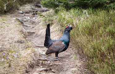 Heather cock in forest
