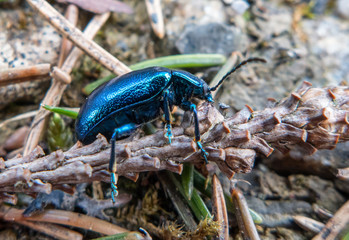 Blue scarab on the ground