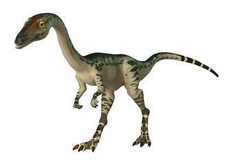 Fototapeta premium 3D Rendering Dinosaur Coelophysis on White