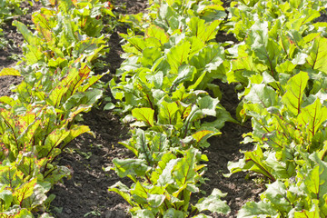Garden bed with beets
