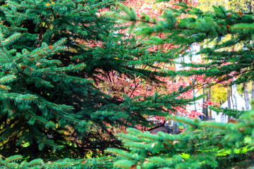 Fototapeta premium Autumn in Russia, the red tree is growing over green tree.