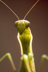 single praying mantis portrait 
