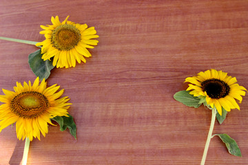 Sunflower in Wood