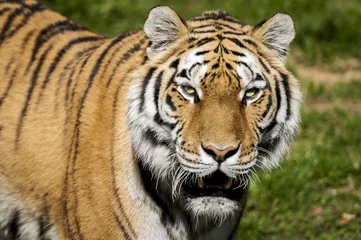 Tuinposter Tigre de sibérie © PicsArt