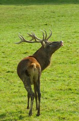 Healthy red deer stag in rut.