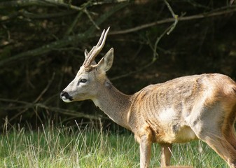 skinny roe deer buck in shrubs