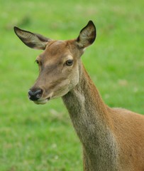 Obraz na płótnie Canvas profile of alert red deer hind