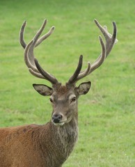 Naklejka na ściany i meble Handsome red deer hart (stag) confidently looking at camera