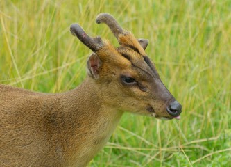 Fototapeta premium Muntjak deer with tongue out