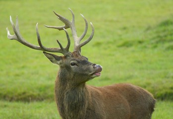 Naklejka na ściany i meble Red deer stag showing his teeth