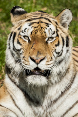 Portrait de tigre