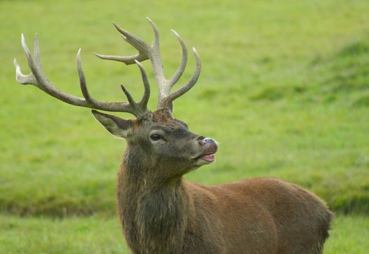 Red deer stag showing his teeth