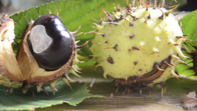 Aesculus hippocastanum Gew&ouml;hnliche Rosskastanie كستناء الحصان Ippocastano J&iacute;rovec maďal Divlji kesten K&ouml;z&ouml;ns&eacute;ges vadgesztenye Kasztanowiec zwyczajny Castan sălbatic 欧洲七叶树 ערמונית הסוסים Horse-chestnut