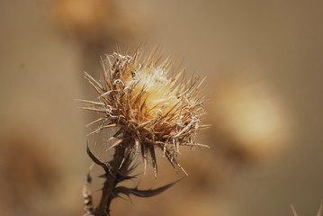 Dry thorn in the meadows