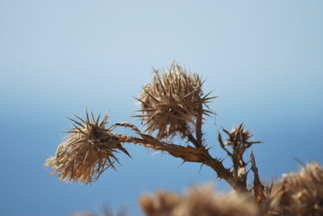 Dry bur on background of the sky