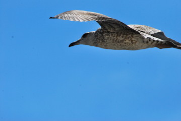 Naklejka premium Seagull in the sky