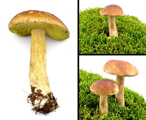 grzyb prawdziwek © robert6666