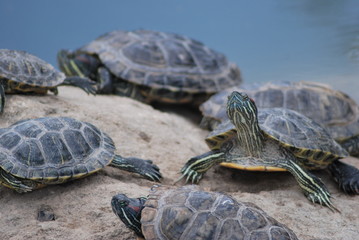 Turtles bask in the sun