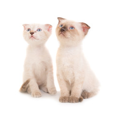 Fototapeta premium Two sitting purebred kittens