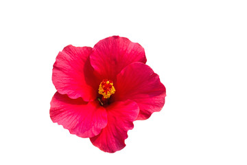 Macro of pink China Rose flower (Chinese hibiscus, Hibiscus rosa-sinensis , Hawaiian hibiscus , shoe flower ) isolate on white background.Saved with clipping path