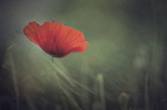  Poppy