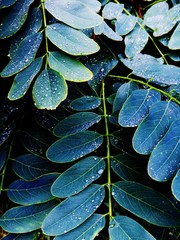 Evergreen leaves after the rain