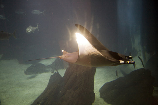 Giant manta ray, Lisbon Oceanario