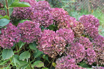 Hortensias